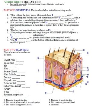 Integumentary System Worksheet The Integumentary System Label The | Hot ...