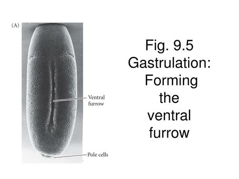 Ppt Bio Embryology Lecture Drosophila Body Plan Powerpoint