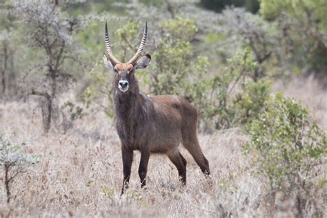 1 Day Ol Pejeta Conservancy Safari Details Safariopedia Explore