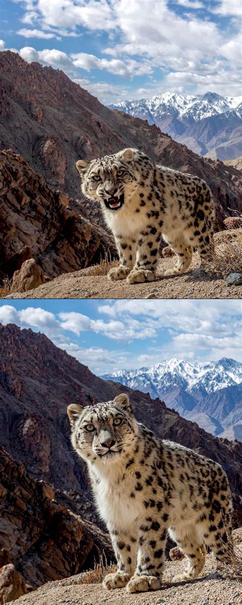 The Rarely Seen Snow Leopard Captured On A Camera Trap 9GAG