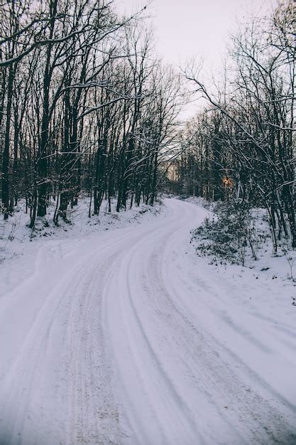 Free Photo | Snowy road amid the trees