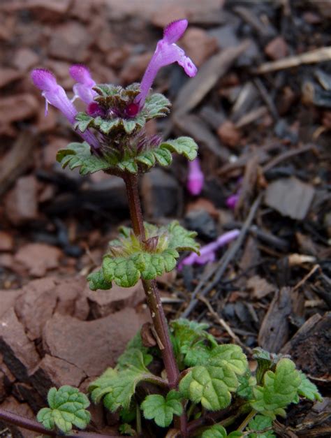 Minutisa Flora De Valdelatas INaturalist