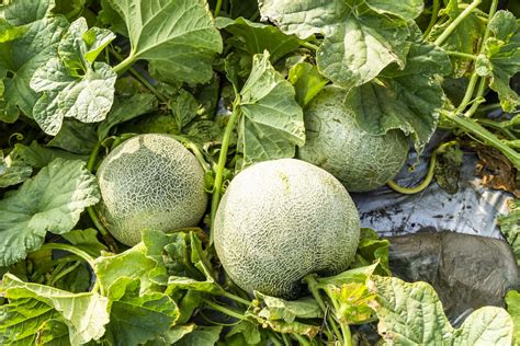 How To Grow Cantaloupe—or Muskmelon—at Home