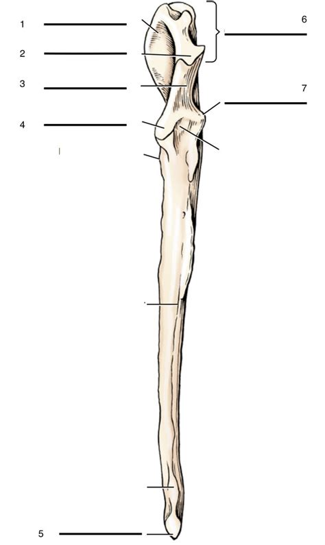 Ulna Diagram Quizlet