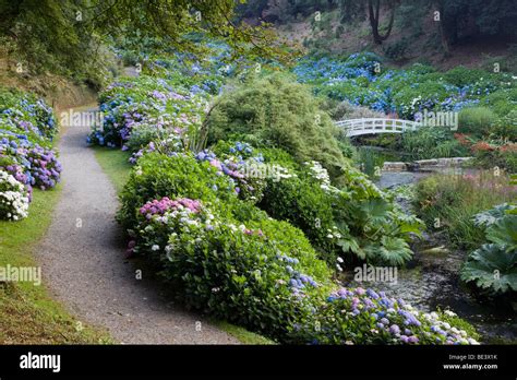 Trebah Garden Cornwall Hydrangeas Stock Photo Alamy