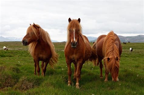 Картинки по запросу Исландская лошадь | Icelandic horse, Horses, Artist