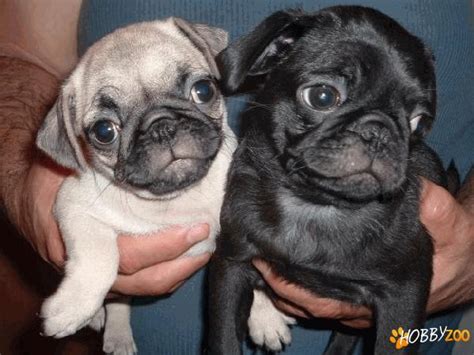 Catelusii Pug Mops Carlino Hobby Zooro