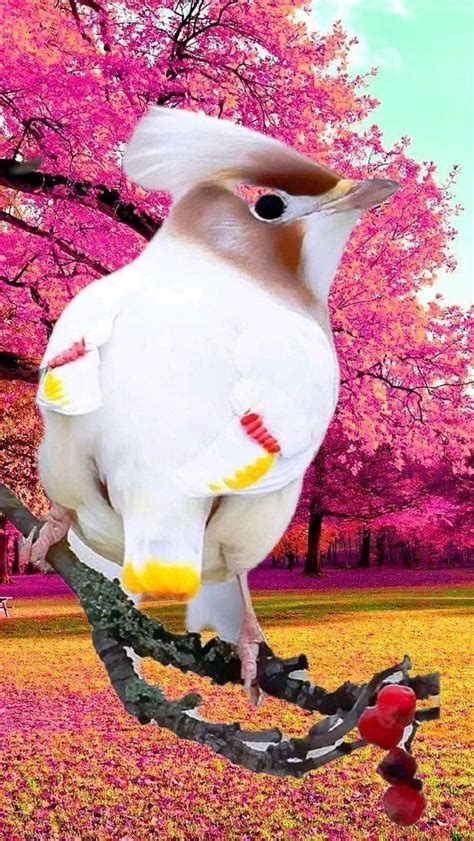 A White Bird Sitting On Top Of A Tree Branch In Front Of Pink Flowers