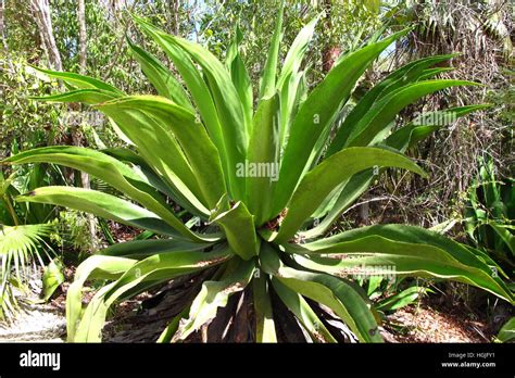 Aloe Vera Gigante Fiore Immagini E Fotografie Stock Ad Alta Risoluzione