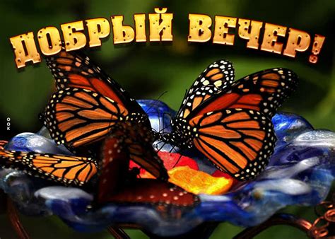 Картинка добрый вечер с бабочками- Скачать бесплатно на otkritkiok.ru