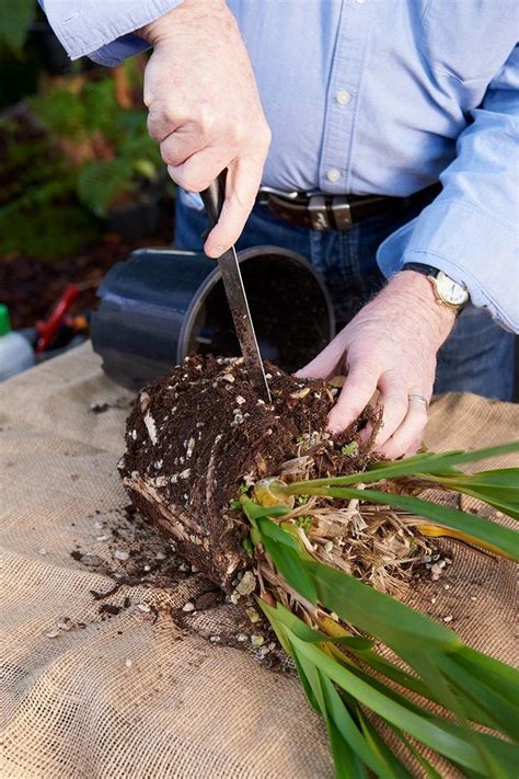 How To Divide Orchids When Repotting Cymbidium Orchids Care Repotting Orchids How To Replant