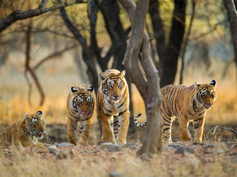 Ranthambore National Park