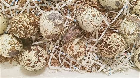 Quail Egg Hatching Youtube