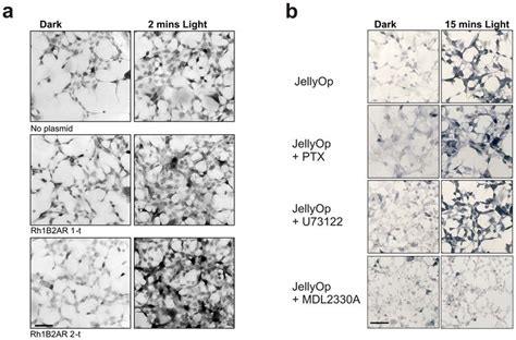 MAPK Phosphorylation Immunohistochemical Labelling Of Phosphorylated