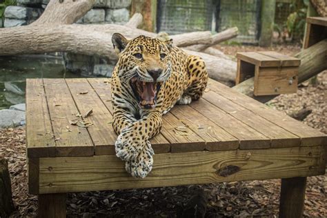 Animal Guardian - Brevard Zoo