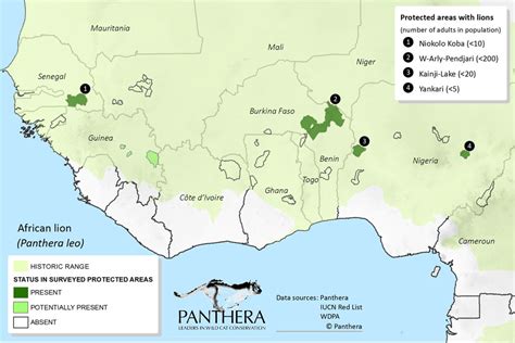 Top Imagen Por Qu Los Leones Est N En Peligro De Extincion