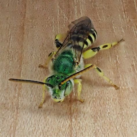 Agapostemon Texanus Texas Striped Sweat Bee 10000 Things Of The