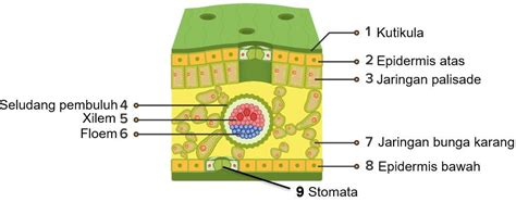 Detail Gambar Penampang Melintang Daun Monokotil Koleksi Nomer 5