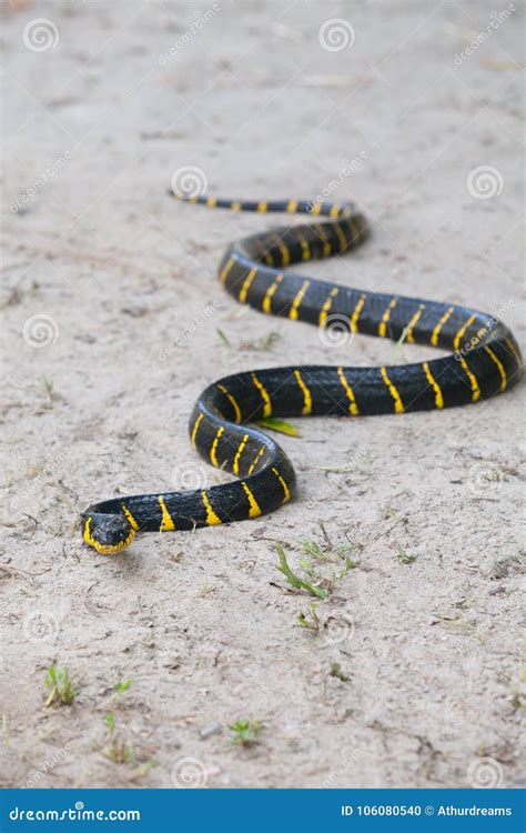 Serpiente Del Mangle Que Se Arrastra En La Arena Blanca Foto De Archivo