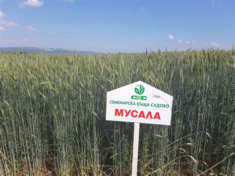 Мусала - Семенарска Къща Садово