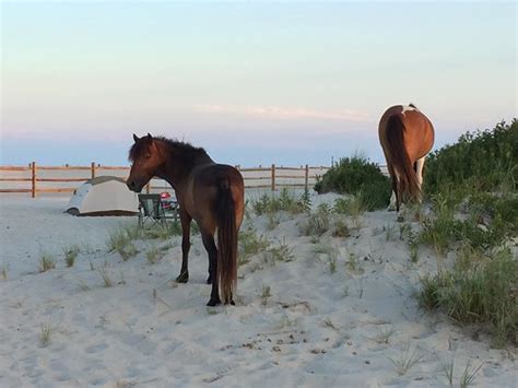 Assateague Island National Seashore Camping