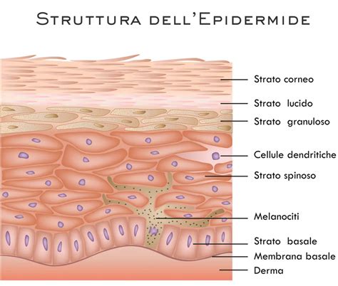 Apparato Tegumentario Fatto Come Funziona