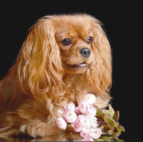 Breed Review: Cavalier King Charles Spaniel (18 Pics)