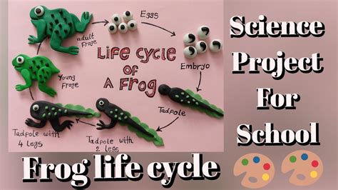 The Life Cycle Of A Frog 3d Life Cycle Of Frog Youtube