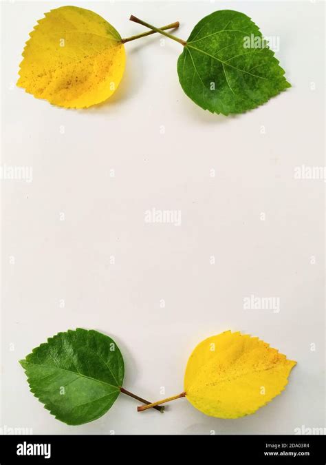 Hibiscus Green And Yellow Leaf In A White Background Scientific Name