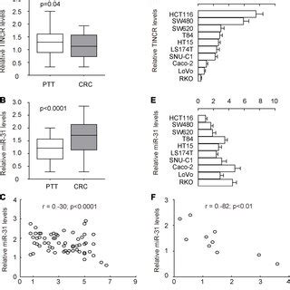 Suppression Of TINCR Promotes CRC Cell Growth In Vitro Without