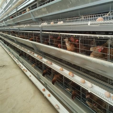 Prefabricated Steel Frame Construction Structure Poultry Farm Broiler