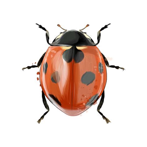 Ladybug From Splash Of Watercolors Colored Drawing Realistic Vector