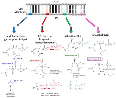 Introduction To Lipid Signaling