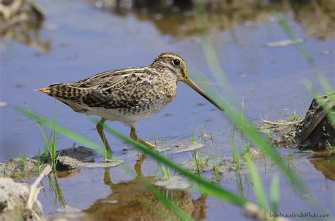 นกปากซอมหางเขม Pintail Snipe Gallinago stenura Flickr