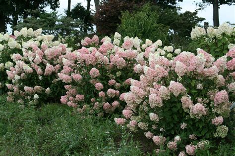 Hydrangea Pictures - National Garden Bureau