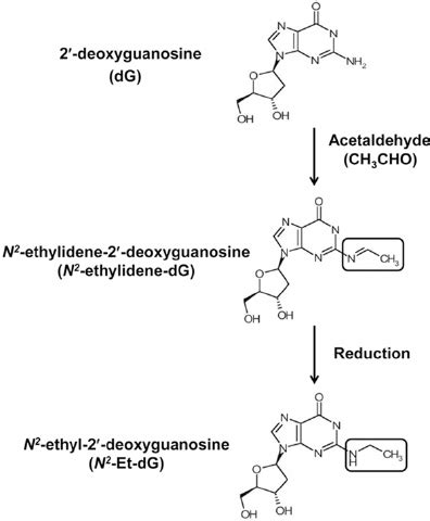 Scheme Of The Formation Of Acetalde Hyde Derived Dna Adducts