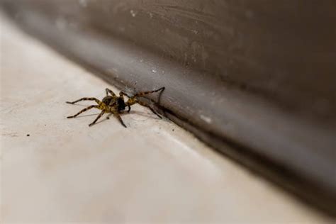 7 Effective Spider Control Methods By Infinity Pest Solutions Pty Ltd Medium