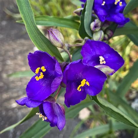 Spiderwort Care Tips For Lush Indoor Gardens