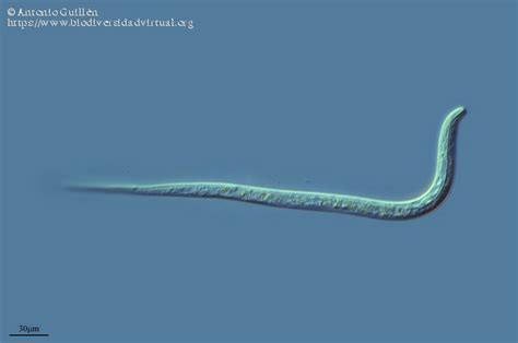 Nematodo 386 Biodiversidad Virtual Mundo Microscópico