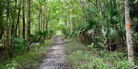 Cross Florida Greenway Hiking Biking Camping Paddling Florida Hikes