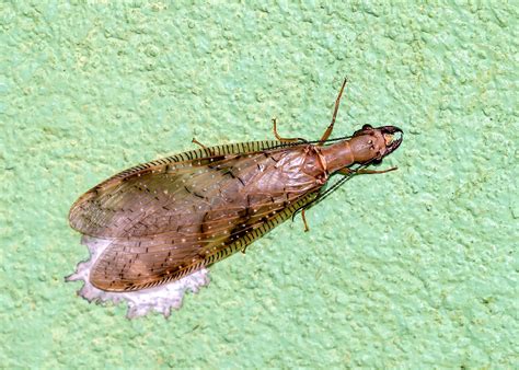 Snail Symbolism And Meaning Your Spirit Animal