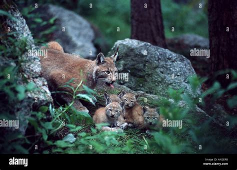 Eurasian Lynx Lynx Lynx Mother With Four Youngs Sweden Stock Photo