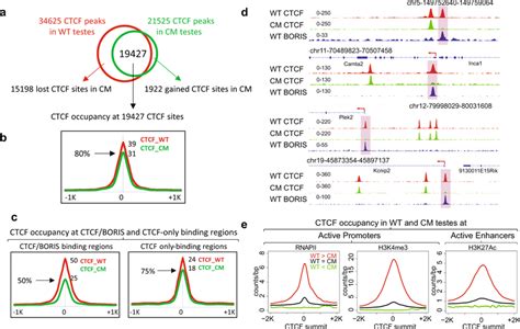 The Loss Of CTCF Binding In CM Testes Occurs Preferentially At