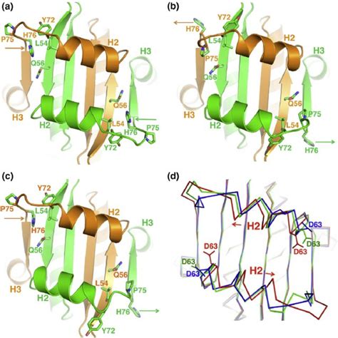 Dna Binding By The Intact Mads Boxmef2 Domain A Dna In Stick Model