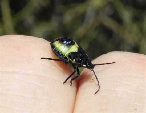 Pentatomidae Pentatominaeeurydema Oleracea Brassica Bug Flickr