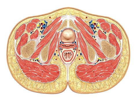 Muscles Of Pelvis Floor Cross Section 3 By Asklepios Medical Atlas