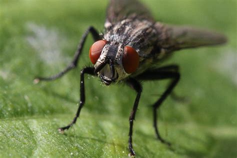 Vomiting Flies Are More Disgusting And Dangerous Than We Know Scientists