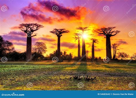 Pink Baobabs