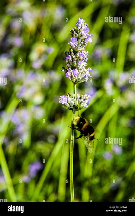 Buff Tailed Bumble Bee Bombus Terrestris Flying Through Flowers