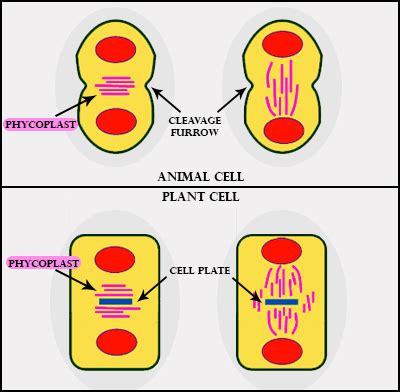 Cytokinesis – Definition, Process, Stages, Examples,, 52% OFF